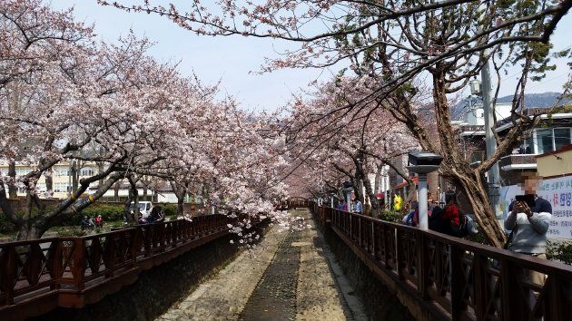 余佐川の桜